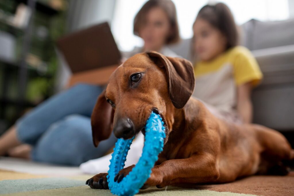 Brinquedo para pet: qual a importância para seu crescimento?
